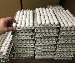 Quail Eggs for Consumption